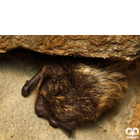 گونه خفاش سروتین شمالی Northern Bat 